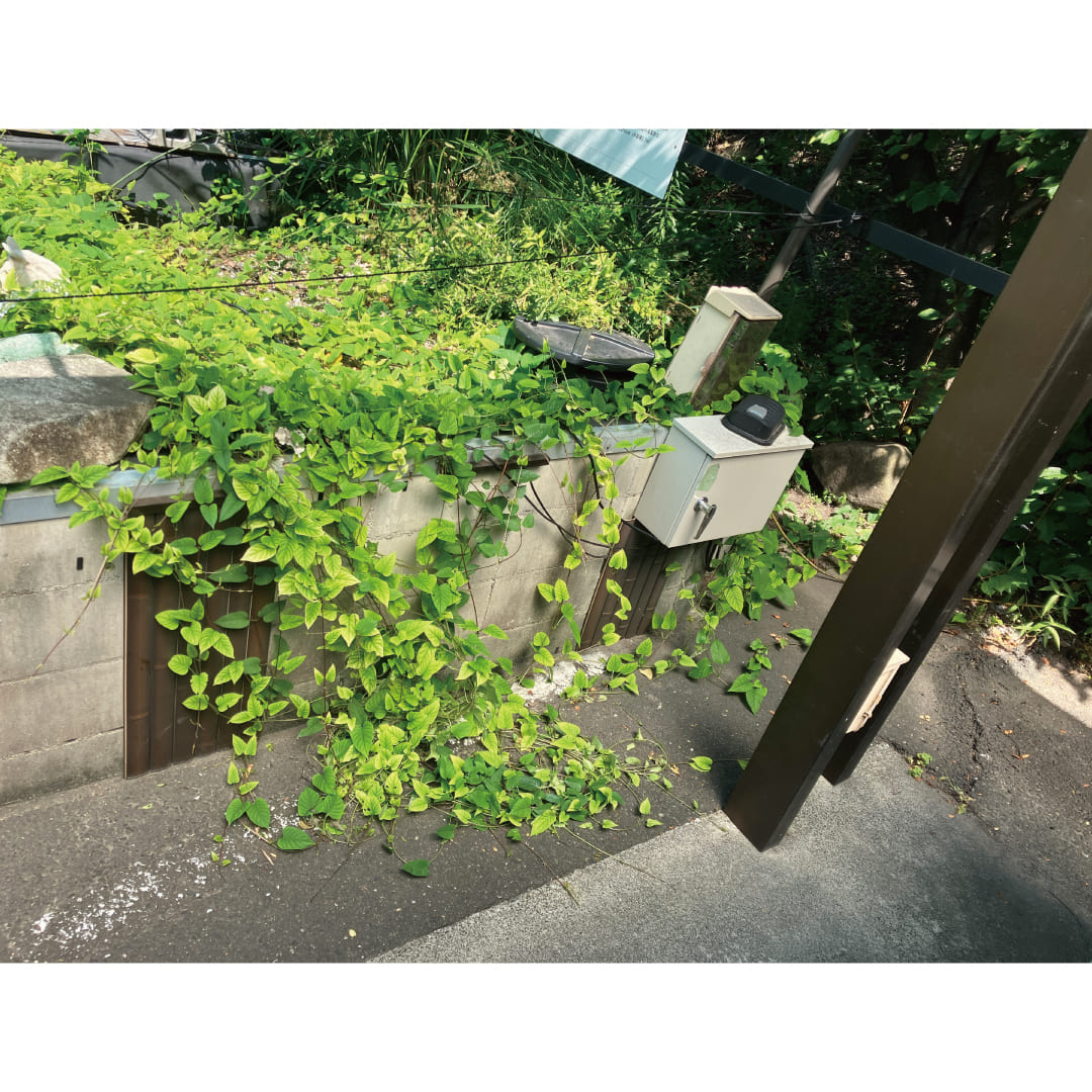 成長しないからお手入れが不要です